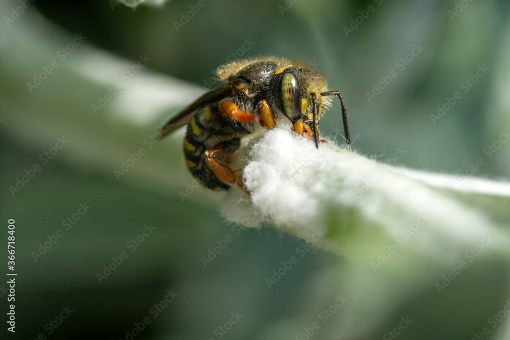 Bienen, Hummeln, Bremsen, Wespen, Fliegen, Schmetterlinge, Schwebfliegen beim fressen und bestäuben von Nutzpflanzen und anderen Blumen Bienen, Hummeln, Bremsen, Wespen, Fliegen, Schmetterlinge, Schwebfliegen beim fressen und bestäuben von Nutzpflanzen und anderen Blumen