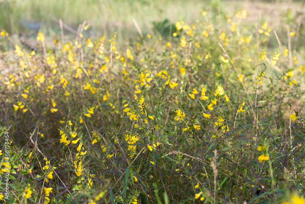 Obraz premium Melampyrum pratense, common cow-wheat yellow flowers closeup