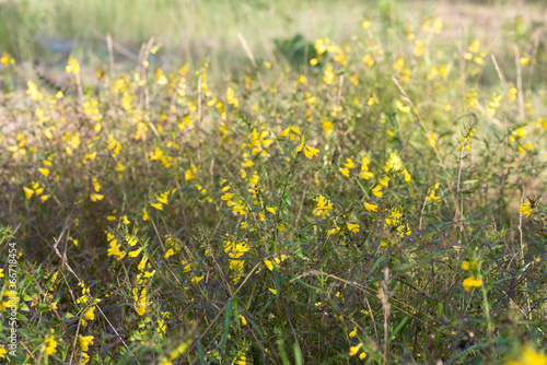 Melampyrum pratense  common cow-wheat yellow flowers closeup