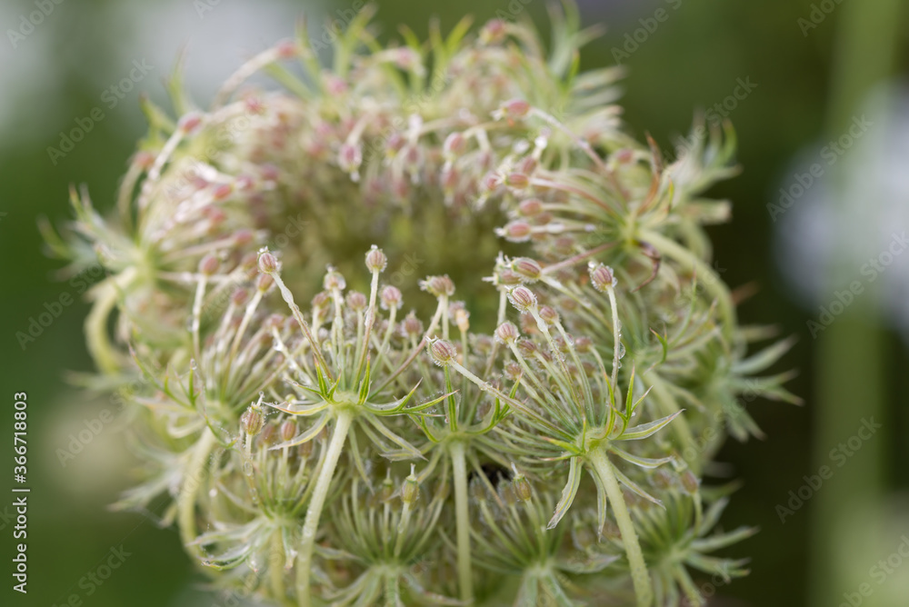 Daucus carota, wild carrot, bird's nest, bishop's lace white flowers macro selective focus Daucus carota, wild carrot, bird's nest, bishop's lace white flowers macro selective focus