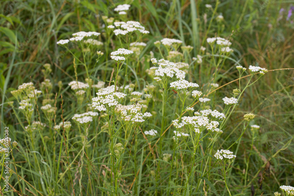Achillea millefolium, common yarrowwhite flowers macro selective focus Achillea millefolium, common yarrowwhite flowers macro selective focus