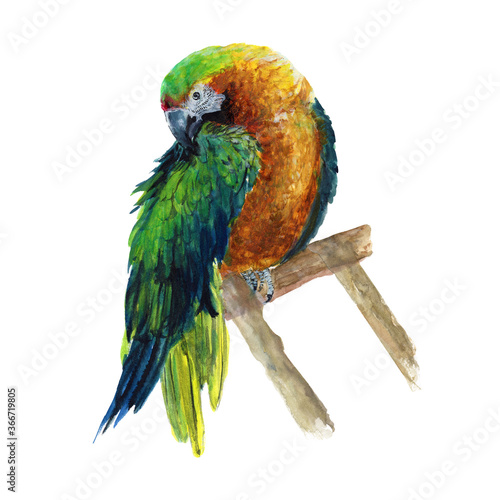 Macaw parrot Watercolor painting isolated. Watercolor hand painted cute animal illustrations.