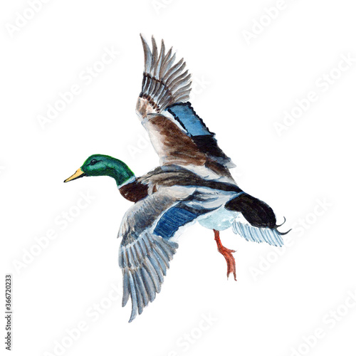 Duck Watercolor painting isolated. Watercolor hand painted cute animal illustrations.