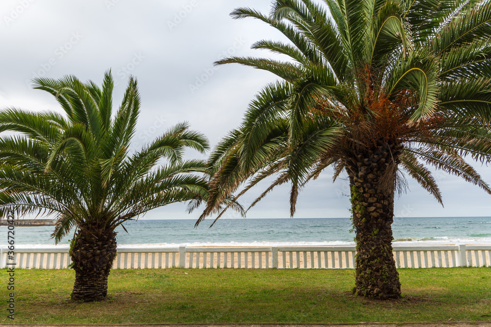 Horizontal view of two palm trees with white fence with the sea in the background, a cloudy afternoon in Comillas, Cantabria, Spain