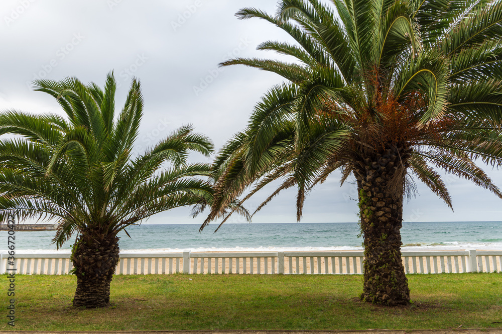 Horizontal view of two palm trees with white fence with the sea in the background, a cloudy afternoon in Comillas, Cantabria, Spain Horizontal view of two palm trees with white fence with the sea in the background, a cloudy afternoon in Comillas, Cantabria, Spain