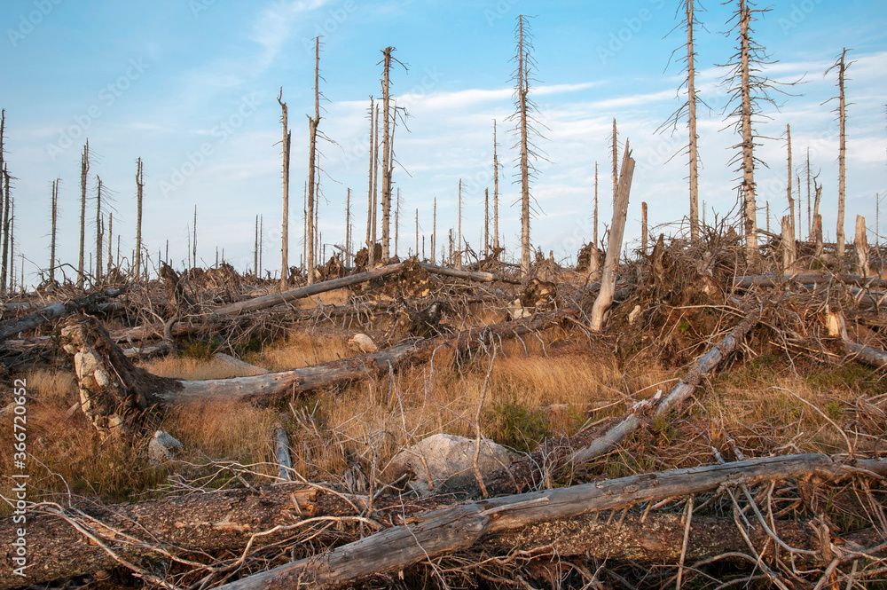 Dead trees in the Bavarian Forest National Park Dead trees in the Bavarian Forest National Park