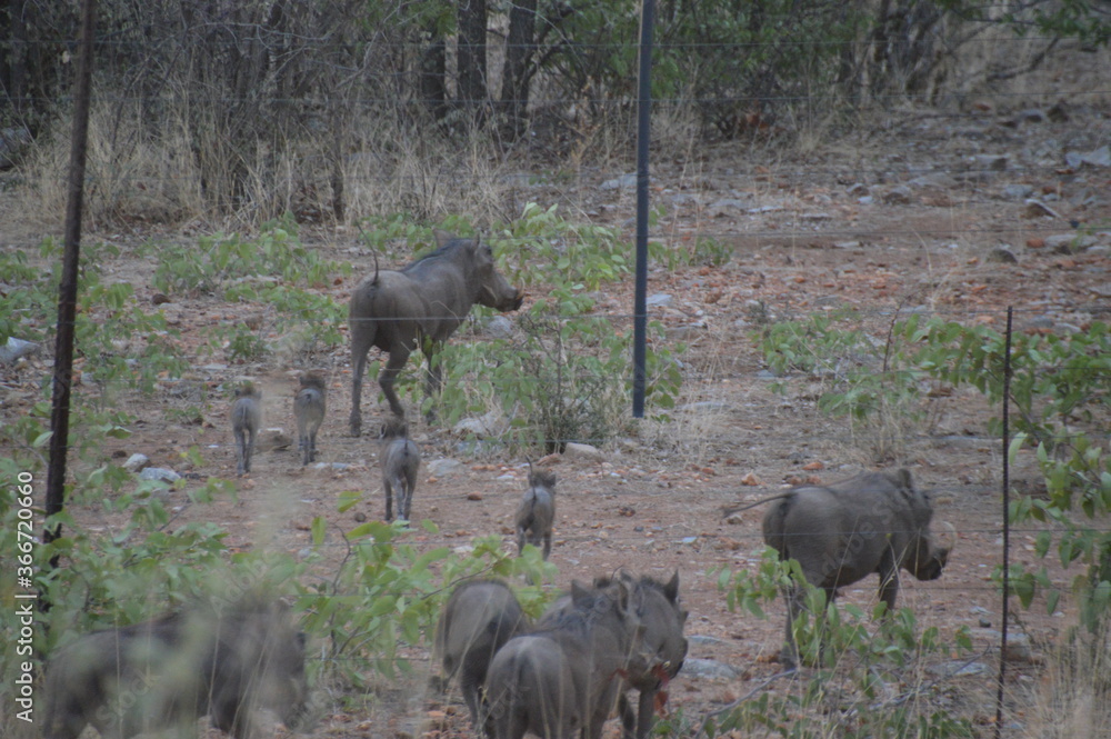 Fototapeta premium Wild Warthogs in Chobe and Etosha 