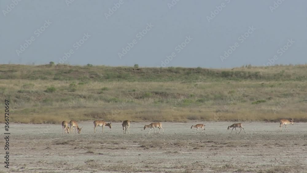 Kalmykia, nature reserve. A herd of saigas on a dry salt lake. Kalmykia, nature reserve. A herd of saigas on a dry salt lake.
