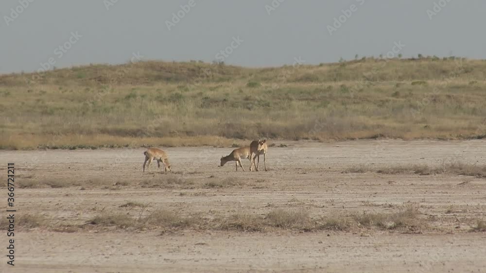 Kalmykia, nature reserve. A herd of saigas on a dry salt lake. Kalmykia, nature reserve. A herd of saigas on a dry salt lake.