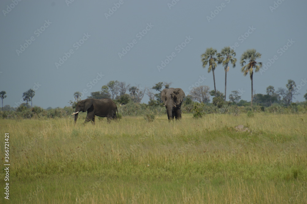 African Elephants in Etosha National Park in Namibia African Elephants in Etosha National Park in Namibia