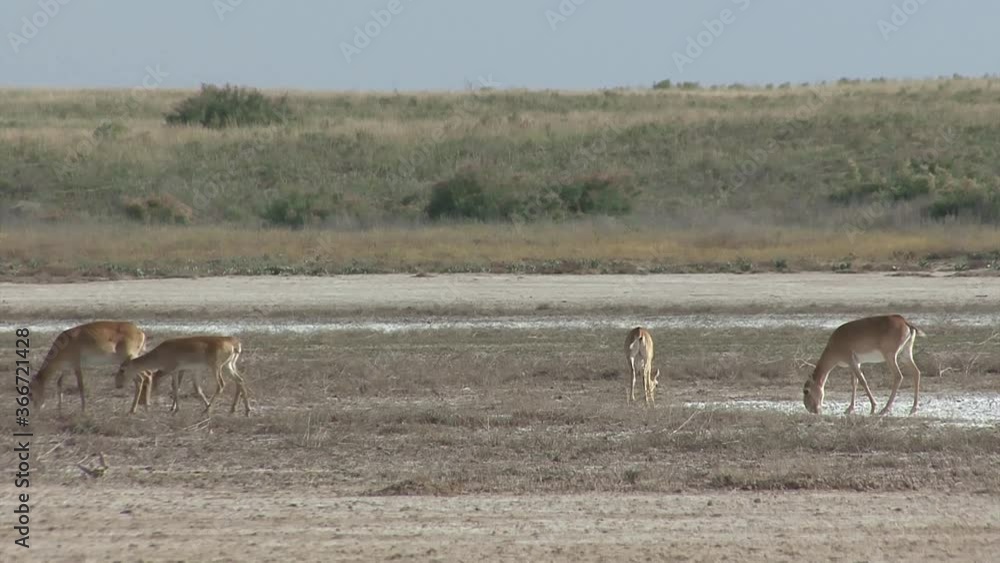 Kalmykia, nature reserve. A herd of saigas on a dry salt lake. Kalmykia, nature reserve. A herd of saigas on a dry salt lake.