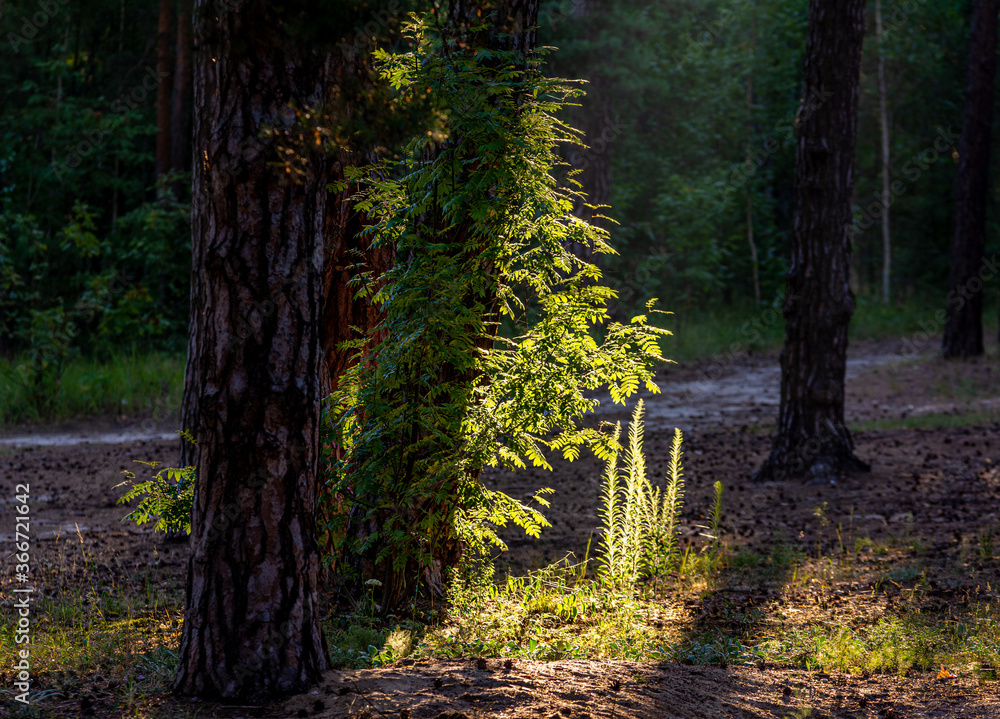 Fototapeta premium Walk through the wooded area. Hiking.