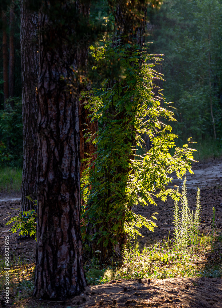 Obraz premium Walk through the wooded area. Hiking.