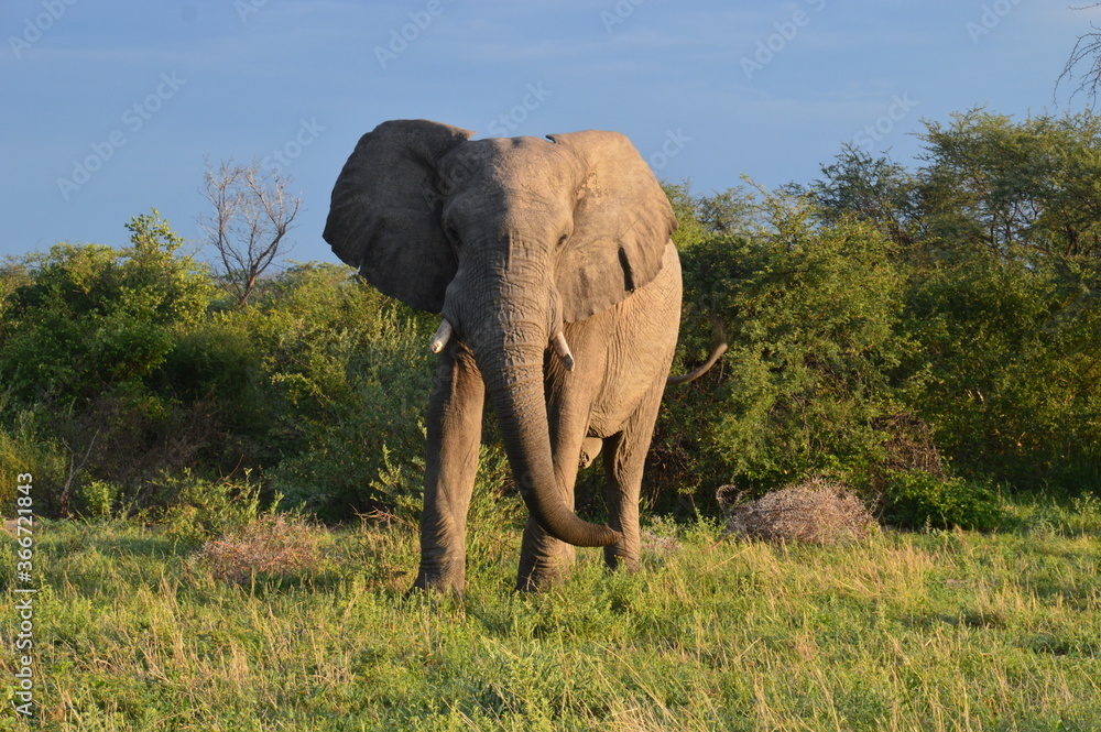 Obraz premium African Elephants in Etosha National Park in Namibia