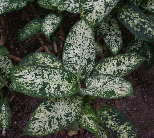 Diifenbaquia plant, Araceae family, species Exotic Dieffenbachia Compact from Central and South America photo