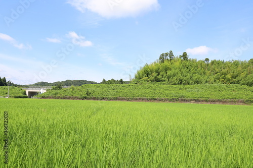 青空と田んぼ