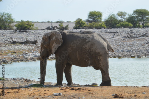 African Elephants in Etosha National Park in Namibia