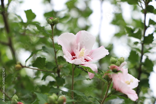 花の写真