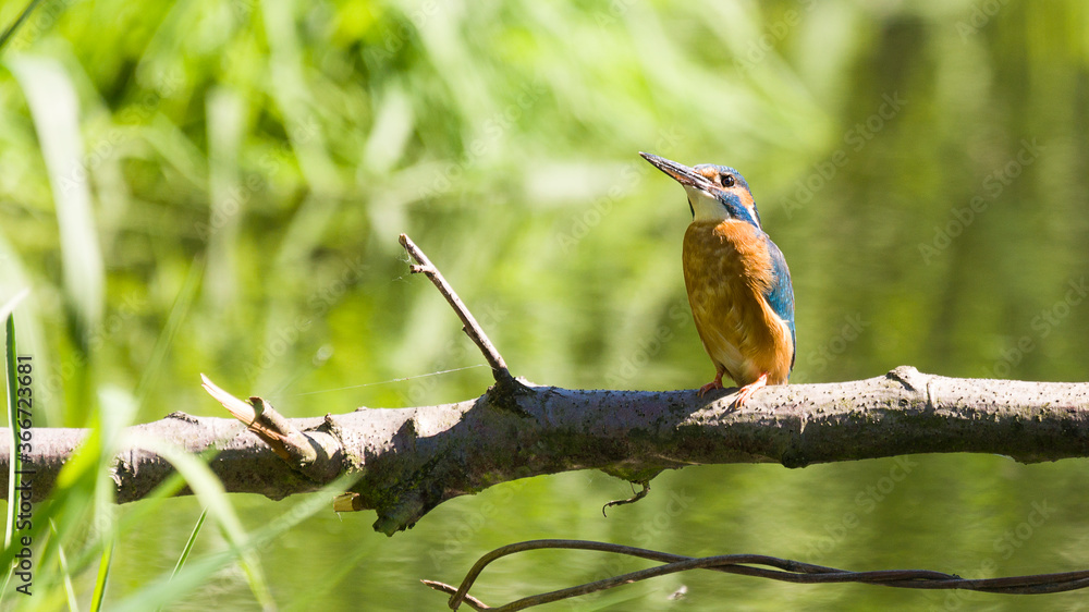 Zimorodek (Alcedo atthis) 