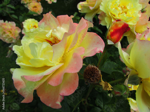 yellow flowers