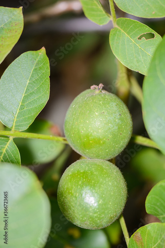 Wallpaper Mural Walnuts ripening on a Juglans regia walnut tree in August in Kent,UK. Torontodigital.ca
