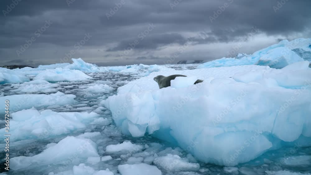 Crabeater Seal lying on a floating block of ice, Antarctic peninsula Crabeater Seal lying on a floating block of ice, Antarctic peninsula