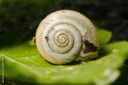 A close up of a snail shell which has right handed (dextral) whorls 