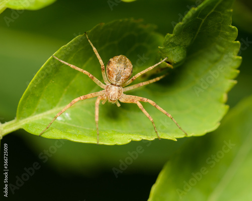 A macro image of a Philodromus sp. Running Crab Spider on a leaf.