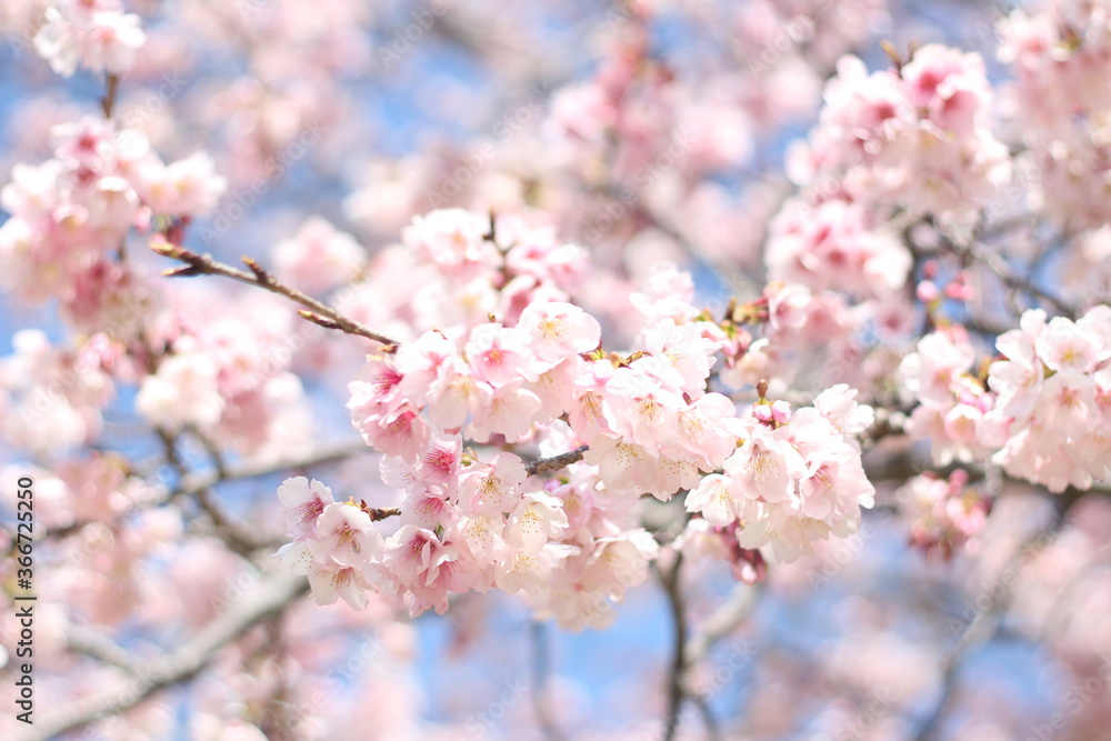 Beautiful and cute pink cherry blossoms (sakura) wallpaper background, soft focus Beautiful and cute pink cherry blossoms (sakura) wallpaper background, soft focus