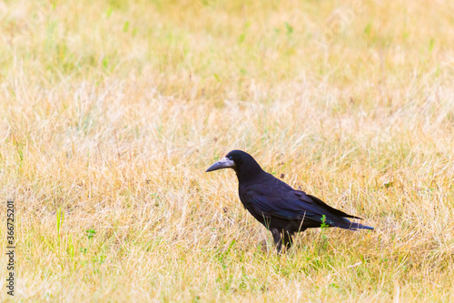 crow on the field in summer season, looking for food