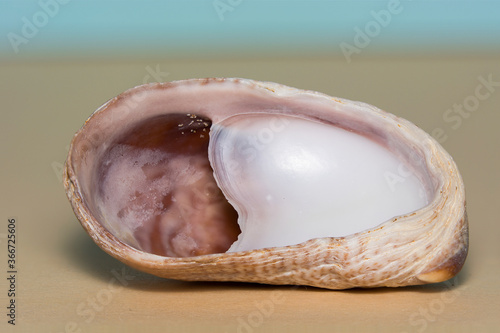 Slipper Shell, Crepidula fornicata found on a beach in Margate, UK. photo