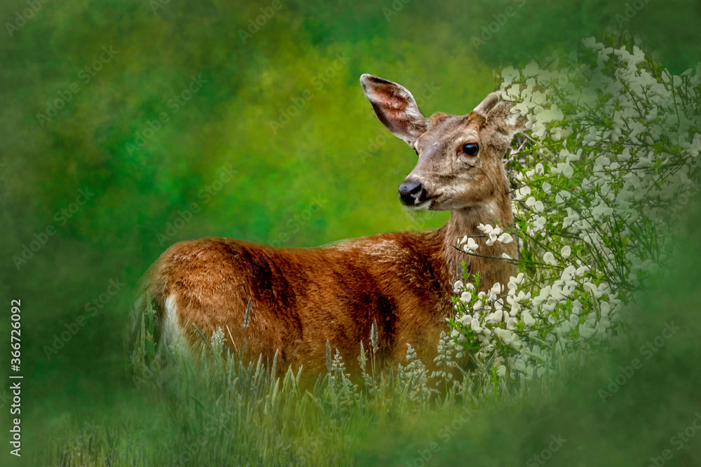 Fototapeta premium Mule deer standing in green meadow with white flowers looking back serene peaceful atmosphere
