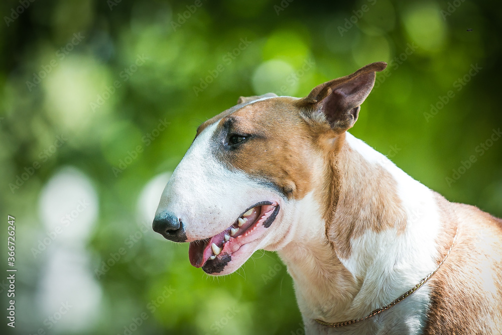 Bull terrier show dog posing. Dog portrait outside.	