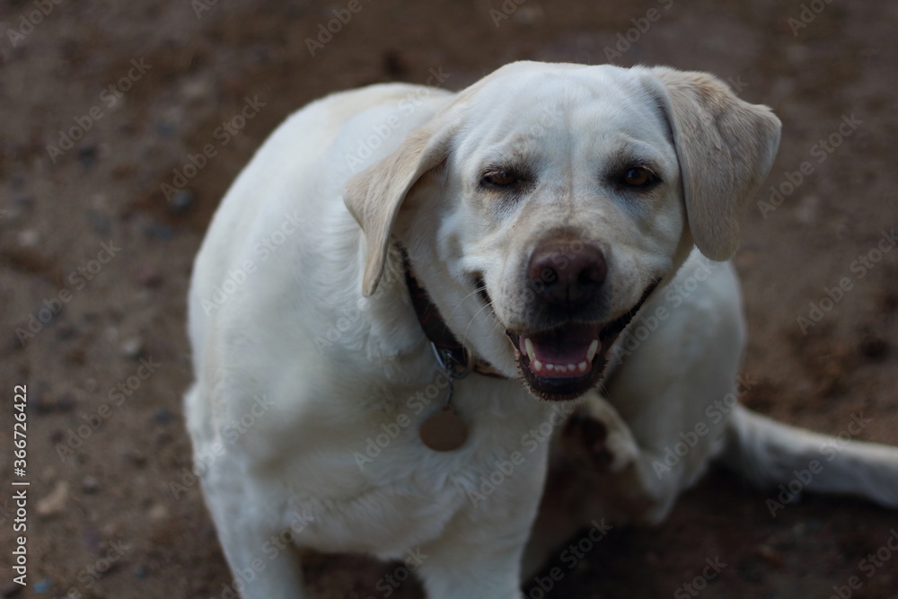Portrait of a friendly labrador 