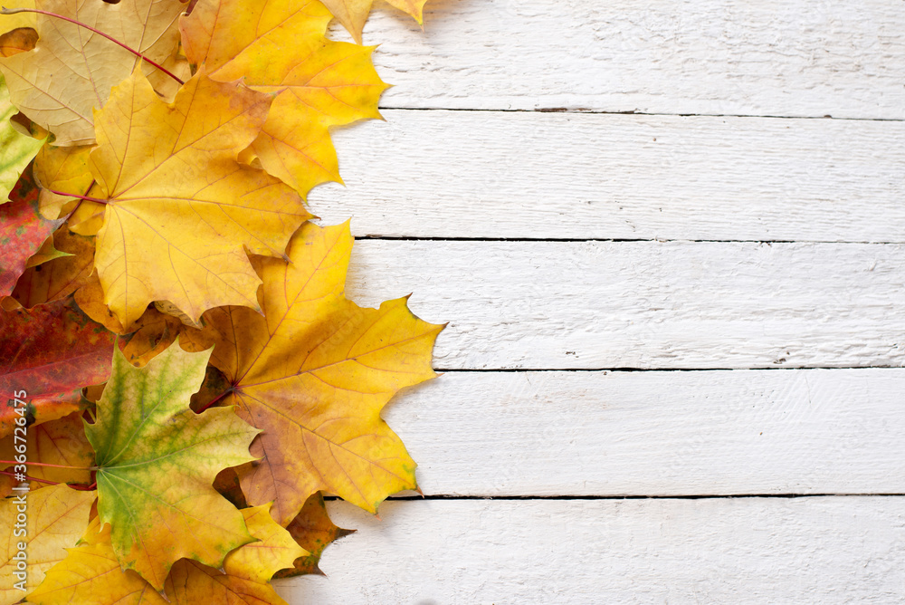 Yellow Maple Leaves Lies on A White Wooden Background. Perfect Autumn Atmospheric Mood. Yellow Maple Leaves Lies on A White Wooden Background. Perfect Autumn Atmospheric Mood.