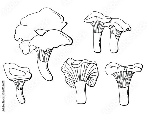 Black and white set of chanterelle mushrooms. White background, isolator. Line art. Stock illustration.