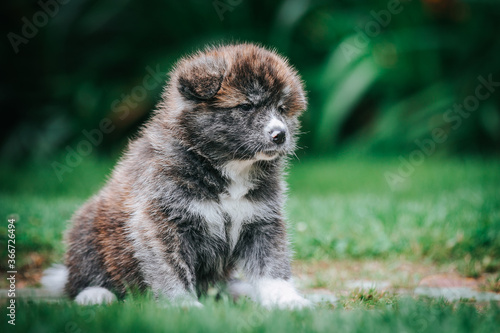 Akita inu cute puppy outside in green background.  © Evelina