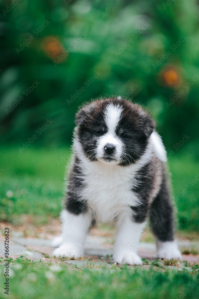 Akita inu cute puppy outside in green background. Akita inu cute puppy outside in green background.