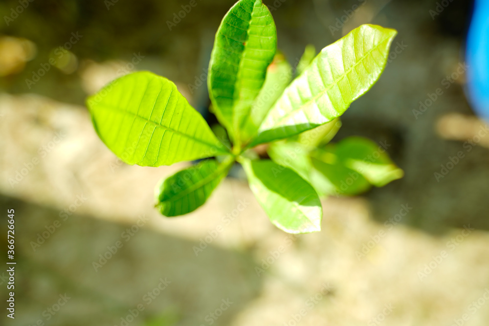 Green leaves pattern background, Natural background and wallpaper Green leaves pattern background, Natural background and wallpaper