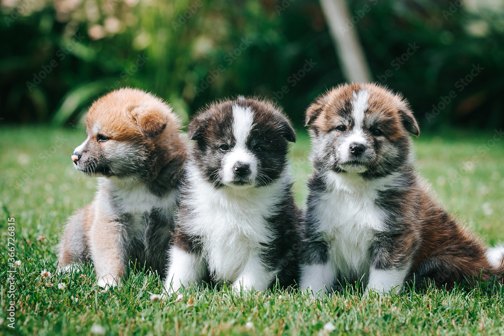 Akita inu cute puppy outside in green background. 