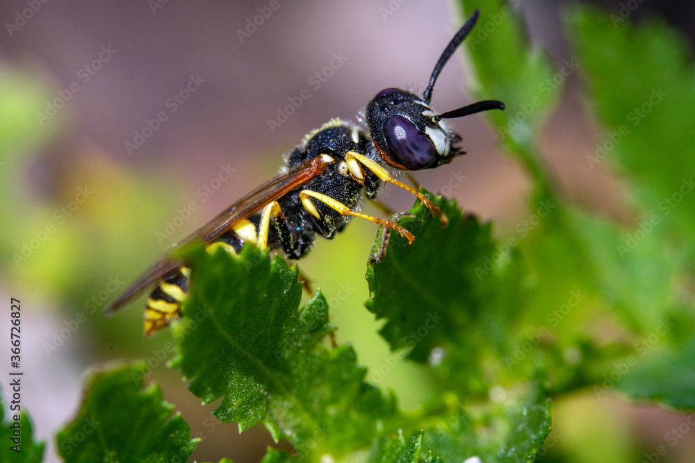 Bienen, Hummeln, Bremsen, Wespen, Fliegen, Schmetterlinge, Schwebfliegen beim fressen und bestäuben von Nutzpflanzen und anderen Blumen Bienen, Hummeln, Bremsen, Wespen, Fliegen, Schmetterlinge, Schwebfliegen beim fressen und bestäuben von Nutzpflanzen und anderen Blumen