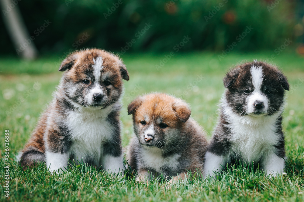 Akita inu cute puppy outside in green background.	