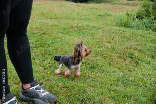 Yorkshire Terrier stands next to the owner and looks away