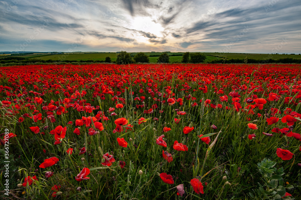 Poppy Fields Poppy Fields