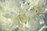White petal. Peony close-up. 