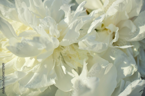 White petal. Peony close-up.  © Liudmila