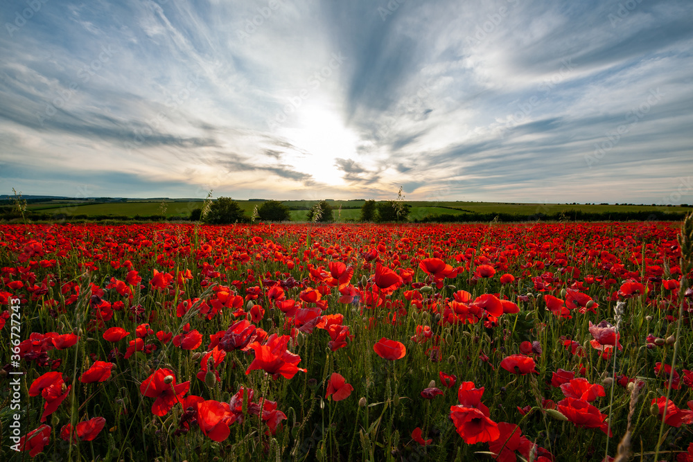 Poppy Fields