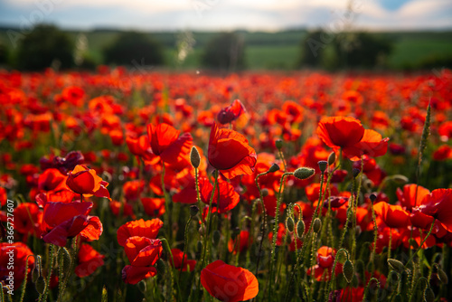 Poppy Fields