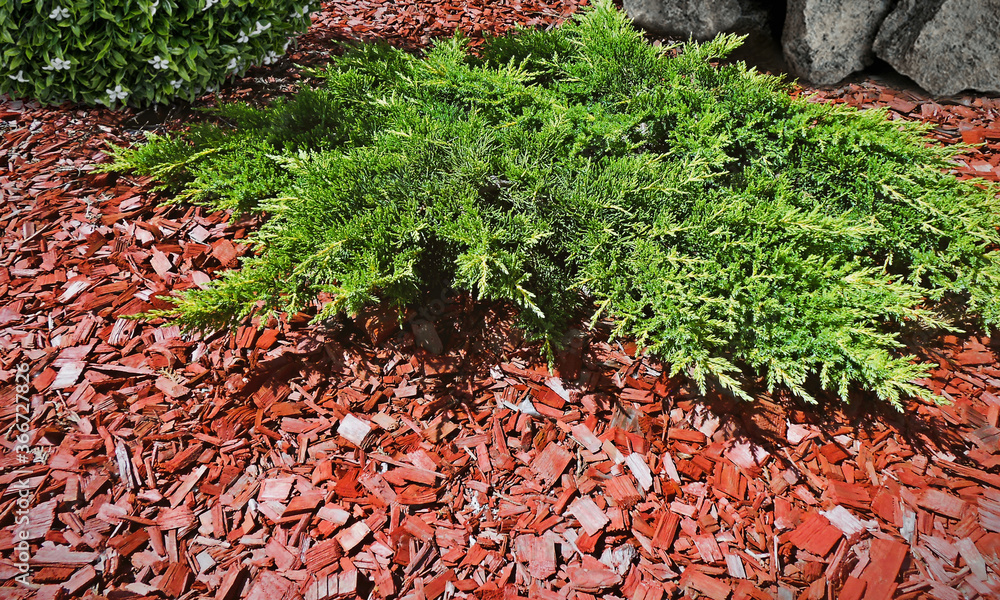 Plants mulching with cedar bark red mulch in green garden. Chip mulch  around juniper shrub &