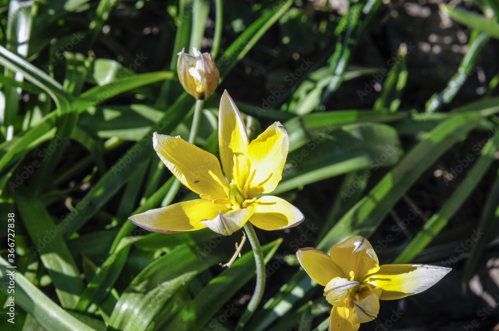 Fototapeta premium Krokus